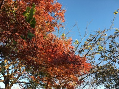 IMG_2514.jpeg
