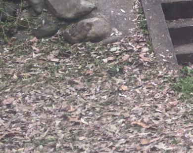 IMG_7578.jpeg